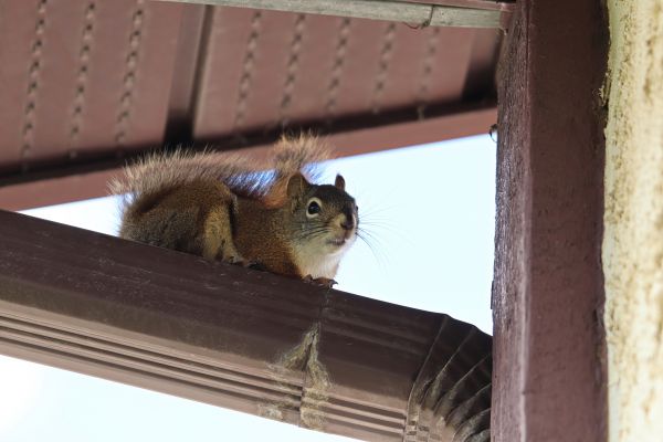 Grow your Squirrel Removal And Control Services business