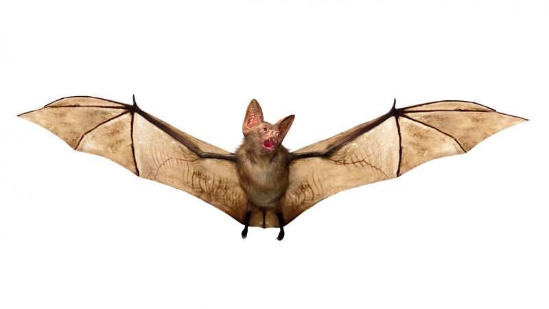 Bat Infestations In Homes: Health Risks And Safe Removal