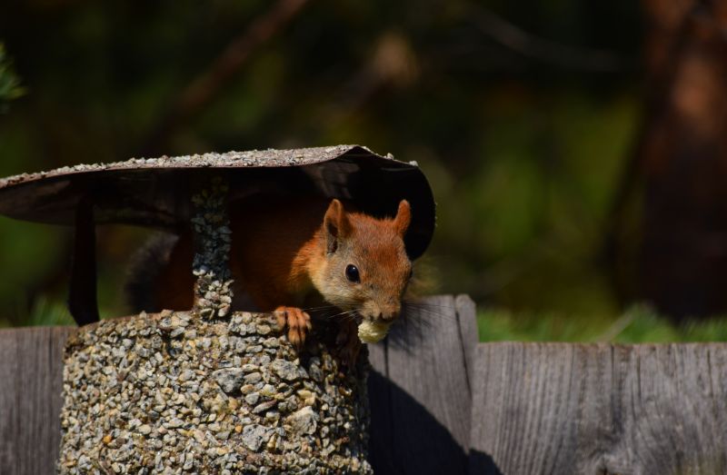How Squirrels Enter Roof Vents And Destroy Attic Insulation