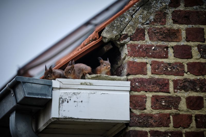 Squirrel Removal And Control Services