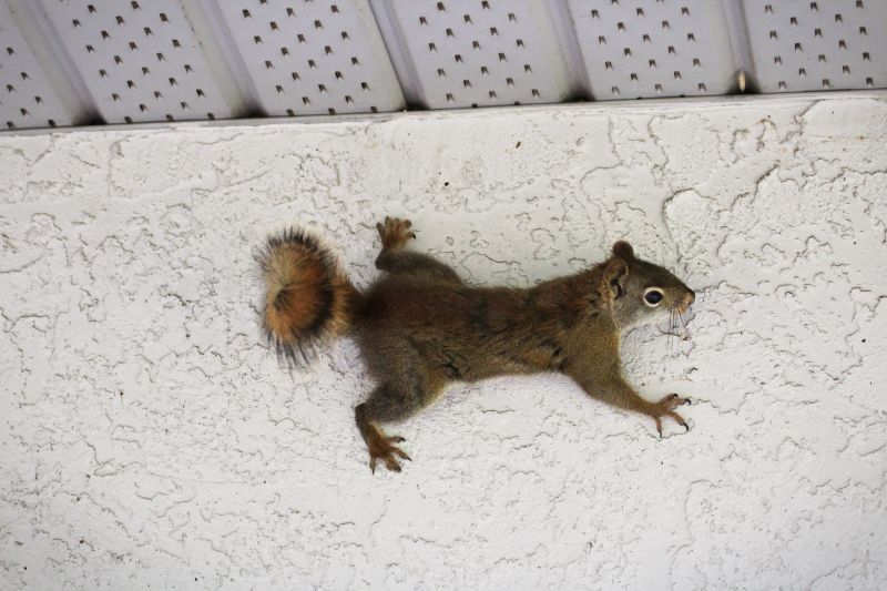 The Hidden Fire Hazards Caused By Squirrels Chewing Electrical Wiring