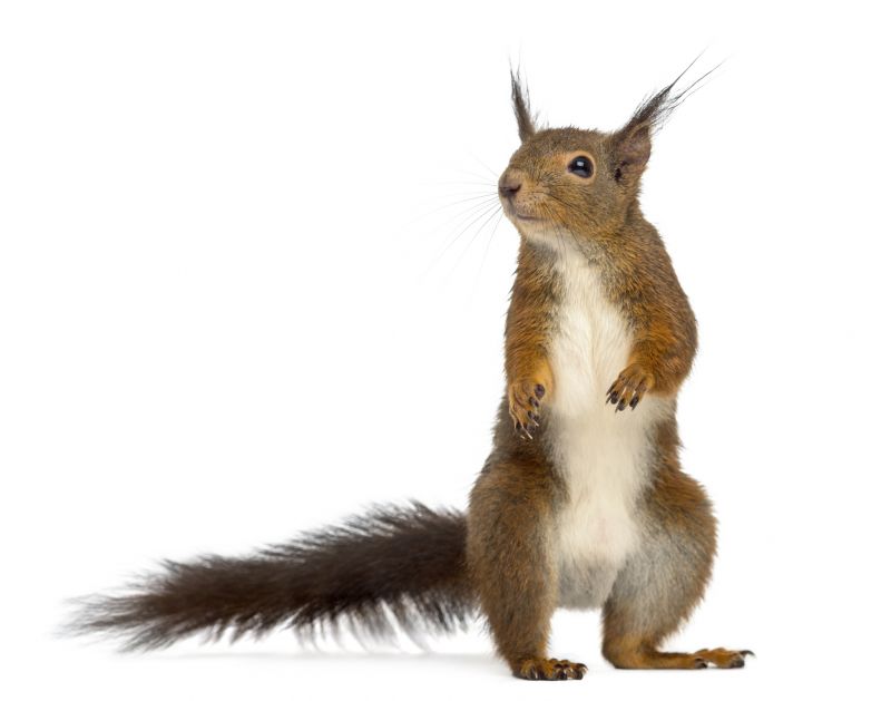 Why Squirrels In Walls Create Serious Fire And Structural Risks