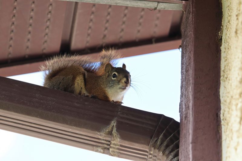 Why Squirrels In Walls Create Serious Fire And Structural Risks