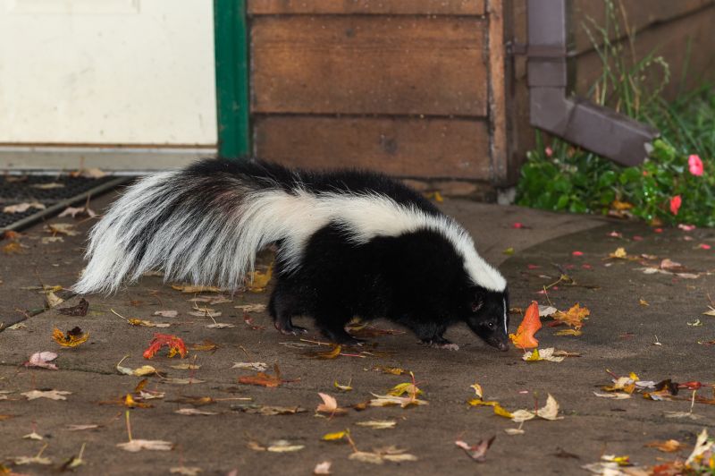 Skunk Activity