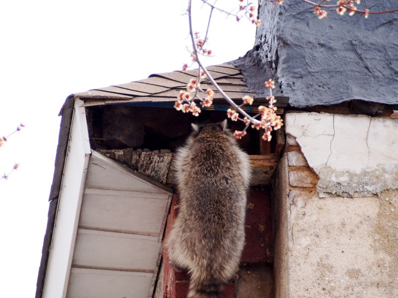 Wildlife Damage to Roofs