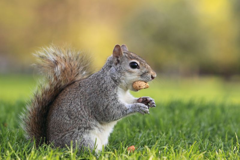 squirrel removal and control services