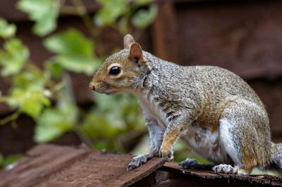 Squirrel Removal - Squirrel Removal And Control Services Staunton, Virginia